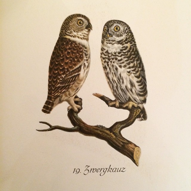 10985999_1547412885529816_1247818540_n